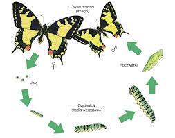 Przemiana larwy w motyla
